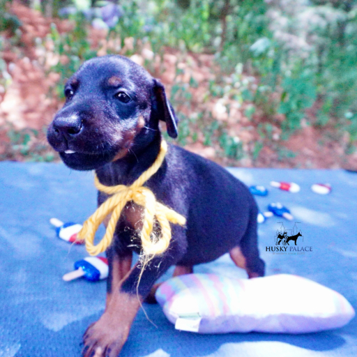 100% Euro AKC Kiyi 8